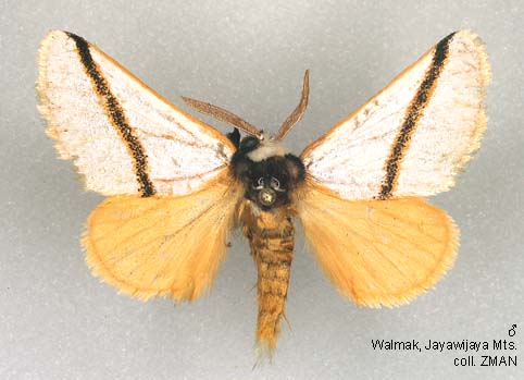 Papua Insects Foundation (Lepidoptera/Notodontidae/Paramarane pulchra)